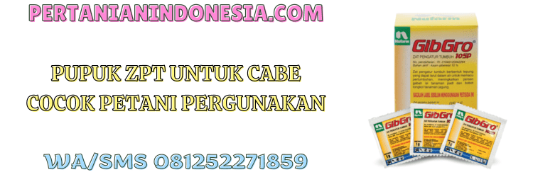 pupuk,zpt,pupuk zpt,zat pengatur tumbuh,cabai,pertanian indonesia